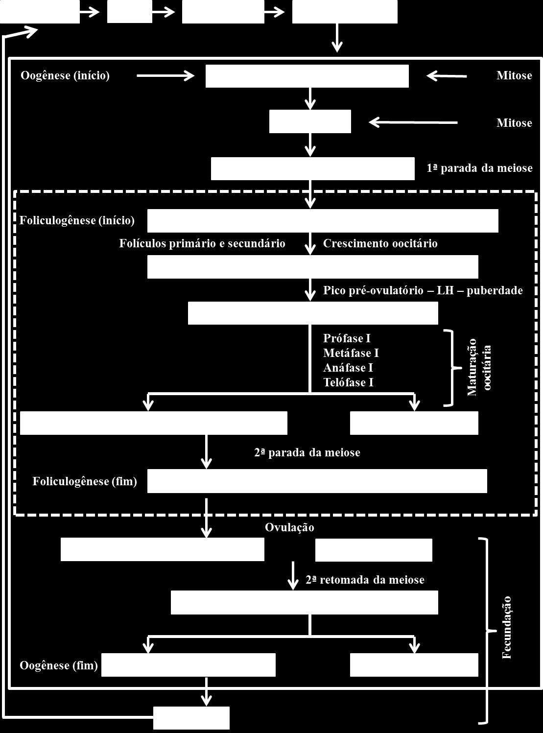 20 Oogônia Figura 2. Esquema ilustrativo da formação dos oócitos e folículos, destacando a relação dos processos de oogênese e foliculogênese na maioria dos mamíferos.