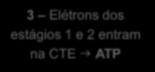 Destinos da acetil-coa Acetil-CoA Produção de Energia 1 Ácido graxo de cadeia longa é oxidado para produzir acetil-coa (βoxidação) Produção de Energia Produção de Corpos Cetônicos 2 Acetil-CoA