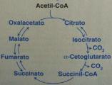 A oxidação de ácidos graxos poli-insaturados, como o ácido linoleico, requer uma redutase dependente de NADPH, além da isomerase.