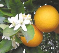 EQUILIBRIO METABÓLICO FRASCO 1 TERMOGÊNICO SINEFRINA 30% (Citrus aurantium L.) Utilizado em produtos emagrecedores de origem vegetal.