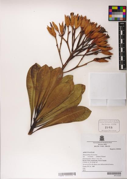 espécimes botânicos associadas aos registros no