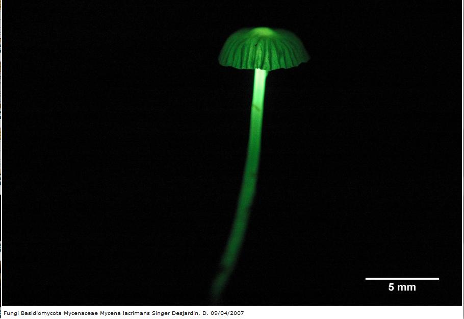 novos tipo de conteúdo fungos INPA0218873 Mycena lacrimans Basidioma bioluminescente,