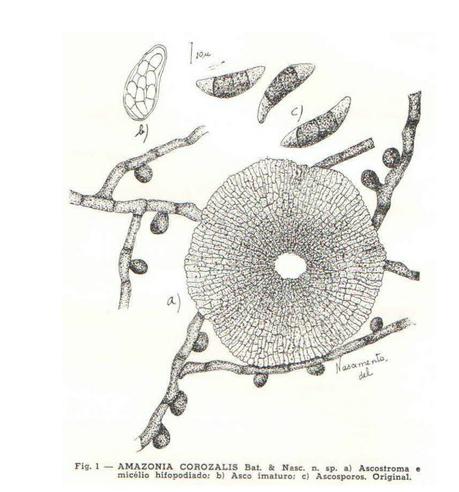 novos tipo de conteúdo: ilustração fungos URM0010977 Amazonia corozalensis Digitalização de