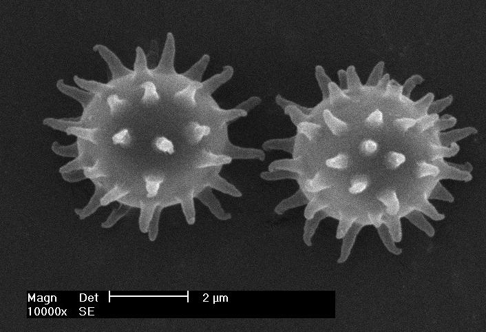 novos tipo de conteúdo: microscopia fungos UFRN-FUNGOS001765 Morganella nuda Esporos em microscopia