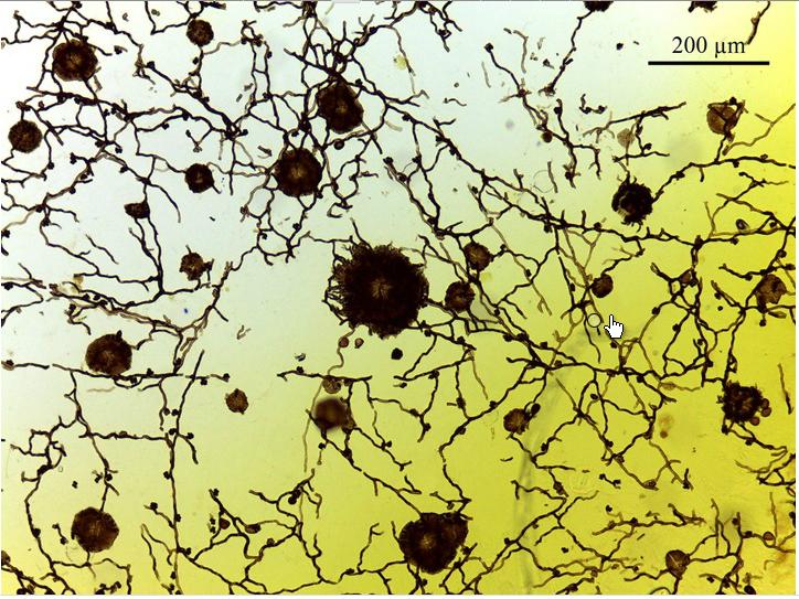 novos tipo de conteúdo: microscopia fungos URM0013302 Asterina indecora Visão geral de micélio