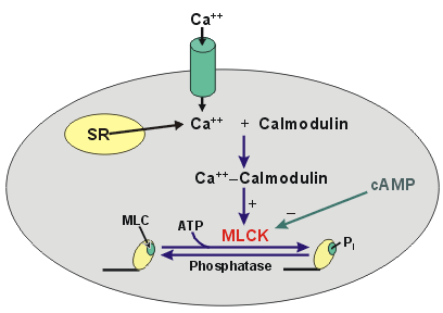 O Ca 2+ no Músculo Liso Unitário A membrana da célula muscular lisa possui muito mais canais de Ca 2+ dependentes da voltagem do que o músculo esquelético, e possui correspondentemente muitos menos
