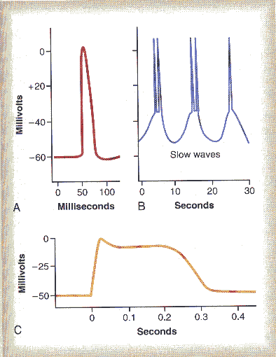 Potenciais no Músculo Liso Unitário No estado de repouso, o potencial intracelular da célula muscular lisa é de cerca de 50 a 60 mv, ou seja, cerca de 30 mv menos negativo que o da célula muscular