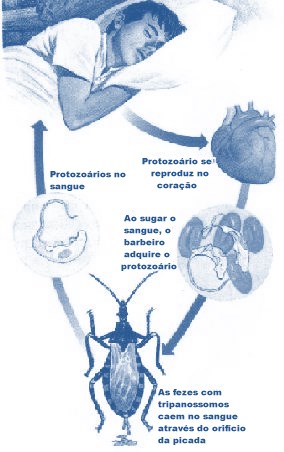 PROTOZOÁRIOS: - Características gerais: Quanto à nutrição: São heterotróficos, podendo ter uma vida livre ou agir como parasitas.