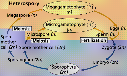 Ciclo de vida duma planta heterospórica (FARABEE, M.J. (2007).