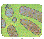 Microrganismos probióticos: Produção de ácido linoleico conjugado
