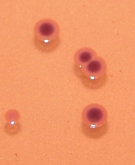 Sobrevivênvia no tracto gastrointestinal in vivo Amostras