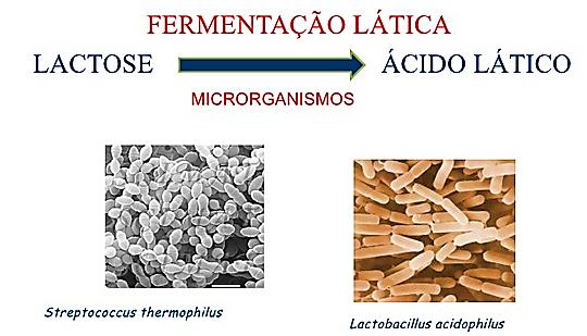 IOGURTE É o leite fermentado mais importante