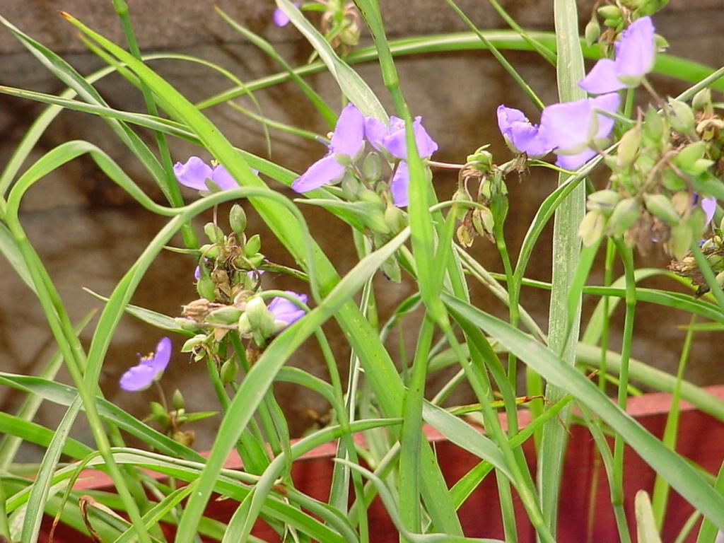 plantas