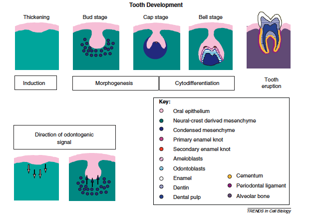 24 Figura I - Desenvolvimento dentário (Reproduzido de VOLPONI, A.A.; PANG, Y.; SHARPE, P.T. Stem cell-bases biological tooth repair and regeneration. Trends in Cell Biology. 2010. 20(12):715-722).