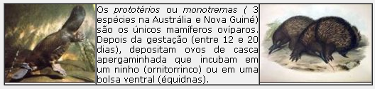 FISIOLOGIA DA GLÂNDULA MAMÁRIA I- INTRODUÇÃO A classe dos mamíferos reúne mais de 4.000 espécies vivas de vertebrados agrupados em 135 famílias e 18 ordens.