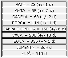 pelas veias e artérias umbilicais, restos da vesícula vitelina e úraco, tudo isso envolvido pela gelatina de Wharton.