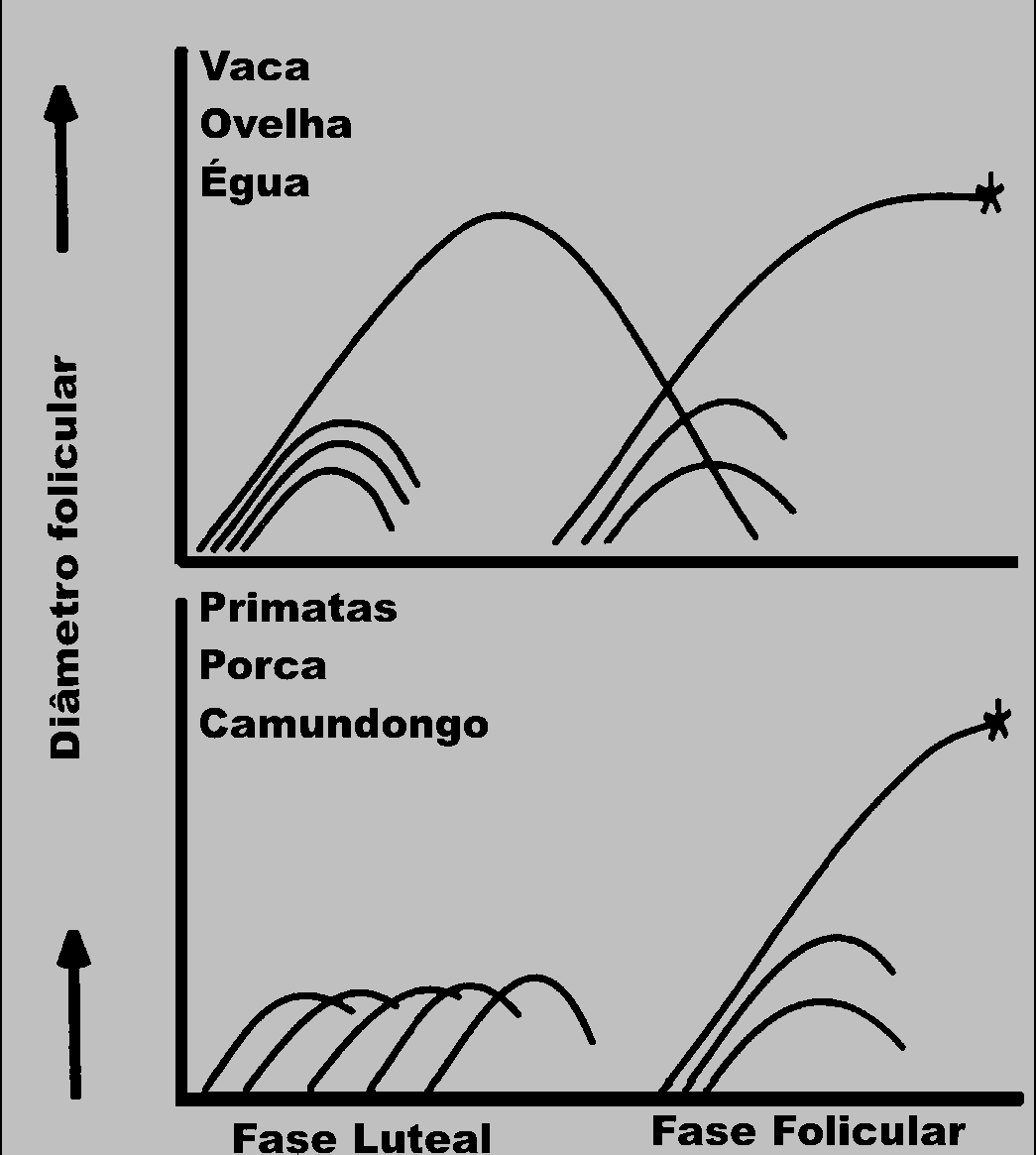 FIGURA 4: Padrões de desenvolvimento folicular em diferentes espécies de mamíferos.