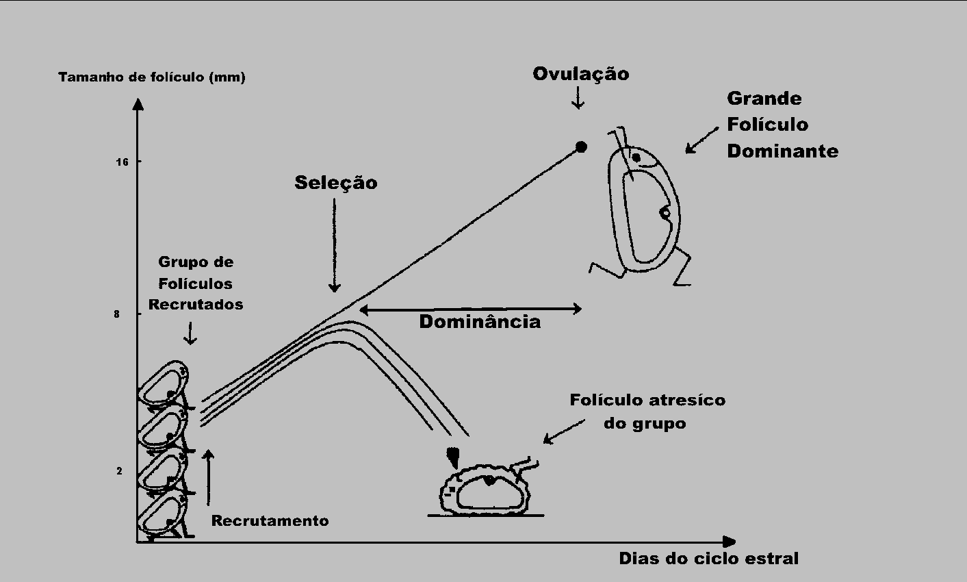 FIGURA 7: Sumário dos principais eventos que ocorrem durante uma onda de desenvolvimento folicular, mostrando o recrutamento, seleção, fase de dominância e ovulação. Adaptado de DRIANCOURT, 2000. 6.