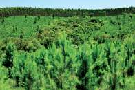 Florestas Sustentáveis 371 mil hectares de área florestal: 192 mil ha de florestas plantadas certificadas pelo FSC (Forest Stewardship Council) 135 mil ha de mata