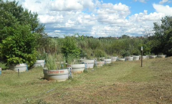 Seis reservatórios de tratamento foram plantados com Vetiveria zizanioides e outros seis permaneceram sem plantas (Figura 2), para servirem de testemunha.