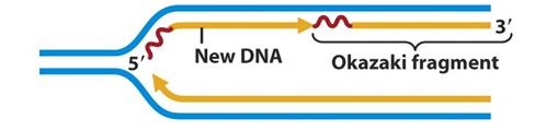 1. Primase sintetiza pequenos pedaços de RNA copiados do