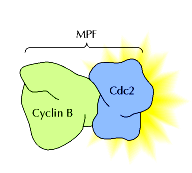 A ativação do complexo Ciclina Cdk na fase M (MPF) desencadeia a mitose M MPF: Dímero constituído pela ciclina M e pela proteina quinase Cdc2 Ciclina B=