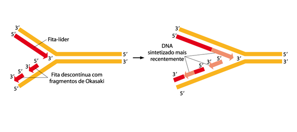 DNA polimerase DNA polimerase Todas as enzimas DNA polimerases promovem o crescimento da fita de DNA somente na direção de