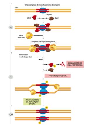Forquilha de replicação ORC- Complexo de reconhecimento de origem abertura da