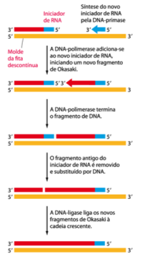 Fragmentos de Okasaki DNA primase DNA ligase Forquilha de replicação Região onde os