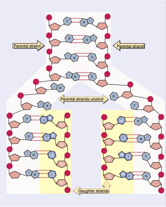 Replicação do DNA Todos os organismos devem duplicar o seu DNA com extrema precisão antes de cada divisão celular; Mecanismos básicos de replicação: Separação das cadeias de DNA