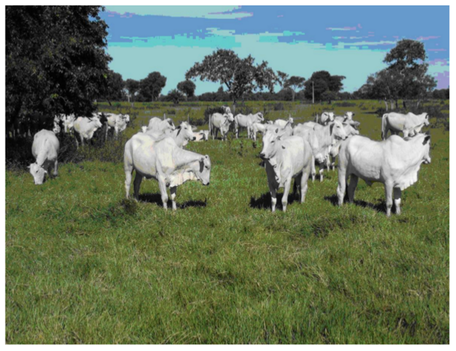 Specht, Quadros, Erpen & Rosa Figura 1: Foto da pecuária da Fazenda São José temporal, como também econômico energético da pecuária da fazenda, podendo contribuir futuramente para uma possível tomada