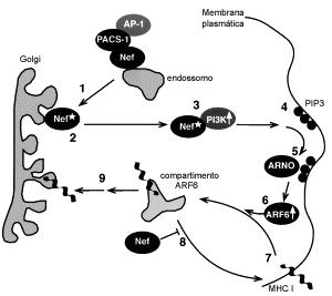 Introdução Figura 10. Modelo proposto por Blagoveshchenskaya et al. (2002). 1 Nef se associa a PACS-1 e AP- 1 através do motivo EEEE 62-65 e é translocada para o Complexo de Golgi.