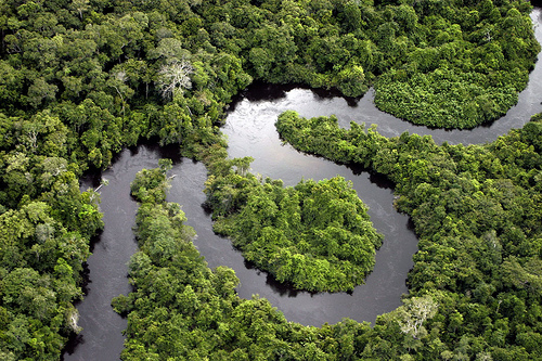 FLORESTAS TROPICAIS AMBIENTES QUENTES E ÚMIDOS FLORESTA AMAZÔNICA Baixas altitudes e equatoriais Mais da metade das espécies de