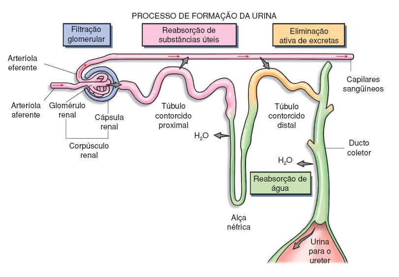 Sistema Endócrino 2) Principais