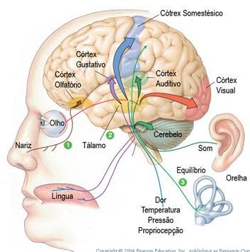 As informações dos meios interno e externo são fornecidas ao sistema nervoso central (SNC)