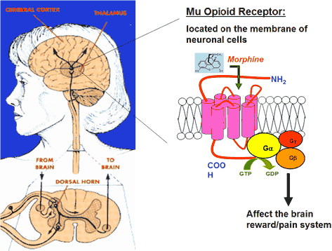 Os receptores opioides que ligam a morfina e as endorfinas localizam-se no mesencéfalo,