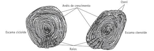 l Nos peixes ósseos (próximos exercícios) existe uma estrutura denominada bexiga natatória associada ao sistema digestório e que pode acumular gases.