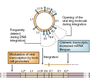 Durante a inserção do genoma humano, o DNA viral é