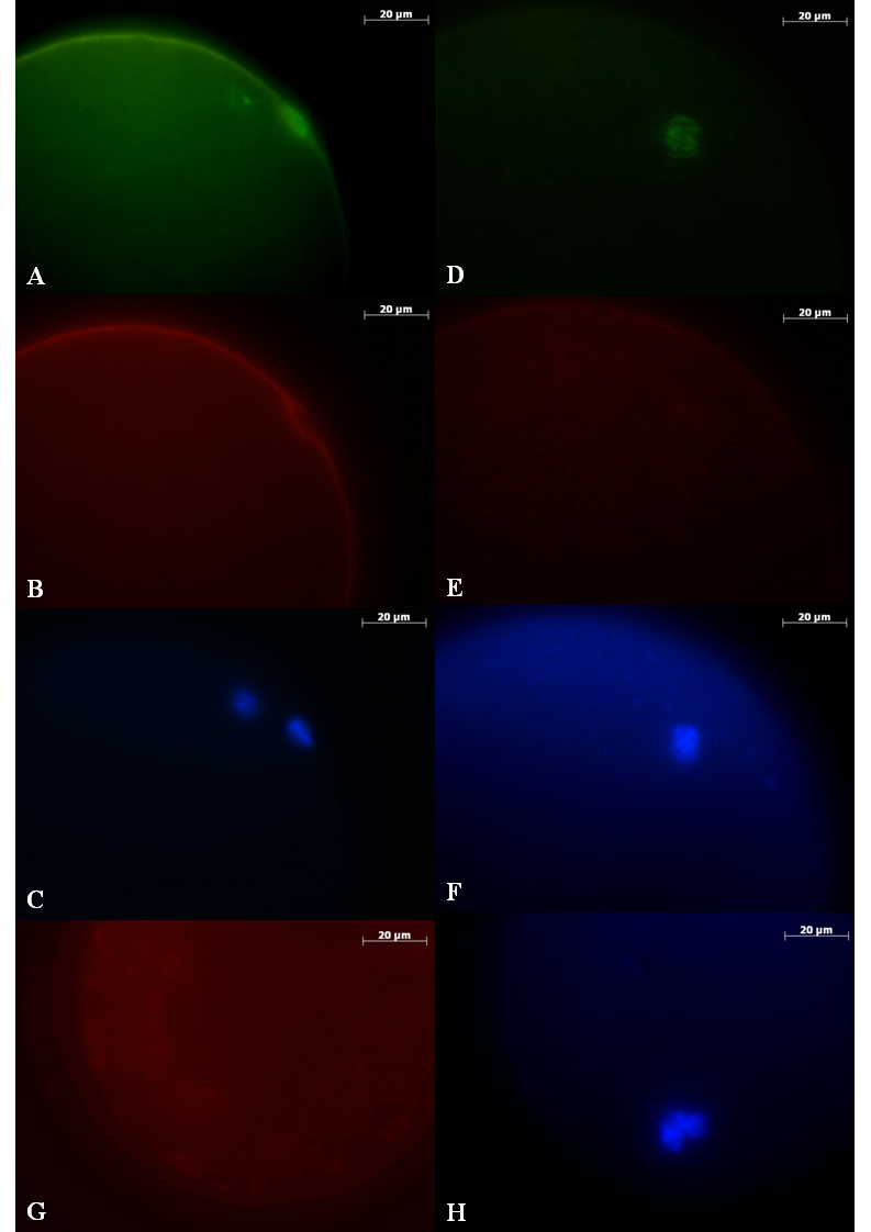 Figura 3: Fotomicrografias representativas de oócitos bovinos expostos a 0 (controle) e 10-3 M de nitroprussiato de sódio (SNP) avaliados quanto à dinâmica nuclear, de microtúbulos e dos
