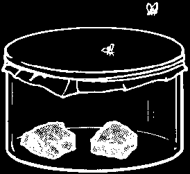 Experimento de Redi (1668) 1. Frasco com carne deixado aberto Larvas 1.