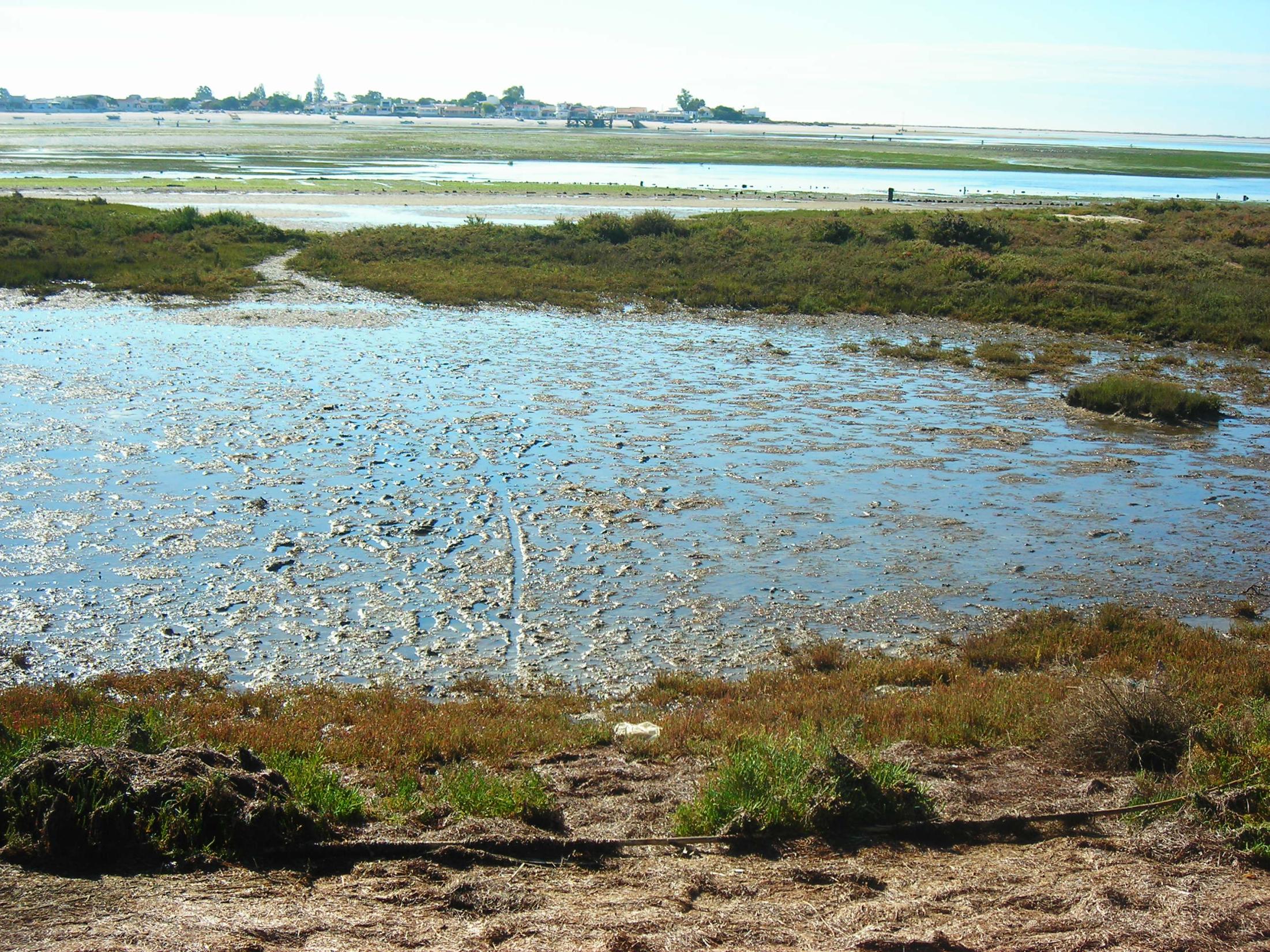 Manuela Moreira da Silva Ria Formosa a pressão antrópica Os sapais estão a ser sujeitos a pressões cada vez maiores devidas à urbanização e industrialização em áreas