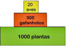 2. FLUXO DE ENERGIA NOS ECOSSISTEMAS PIRÂMIDES ECOLÓGICAS Representação gráfica das relações