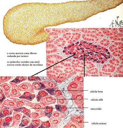 glicólise Pâncreas: ilhotas de