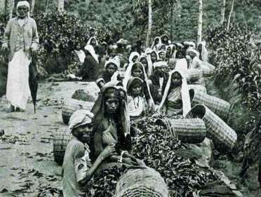 Consequências Gerais Desestruturação de sistemas produtivos locais. Fome endêmica, miséria crônica.