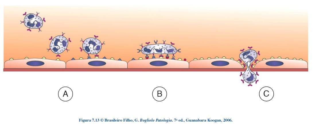 CÉLULAS DO SISTEMA IMUNE CÉLULAS DO SISTEMA IMUNE Localização: -Presentes no sangue ou linfa (células circulantes); -Órgãos linfóides; A Aderência inicial frouxa que permite o rolamento do leucócito