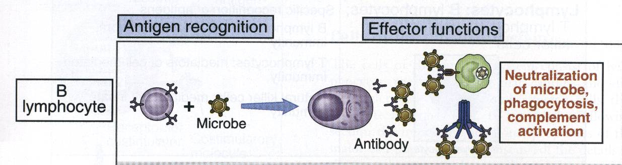 LINFÓCITOS LINFÓCITO B Os linfócitos são as únicas células do corpo capazes de reconhecer e distinguir de modo específico diversos determinantes antigênicos e são responsáveis por