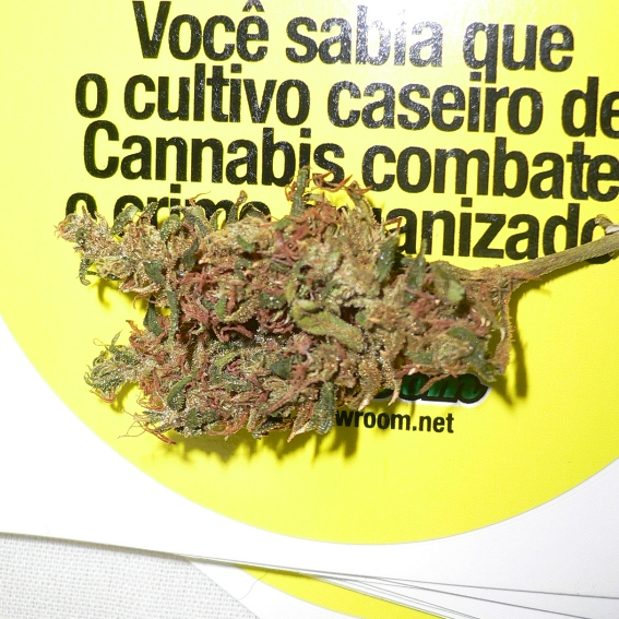 maconha apreendidas bem depois de terem sido colhidas, o que faz com que tenham boa parte da sua resina já deteriorada ou perdida. Flor de cannabis cultivada para consumo pessoal72.