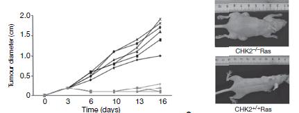 Pular o processo de senescência? Como funciona a telomerase?