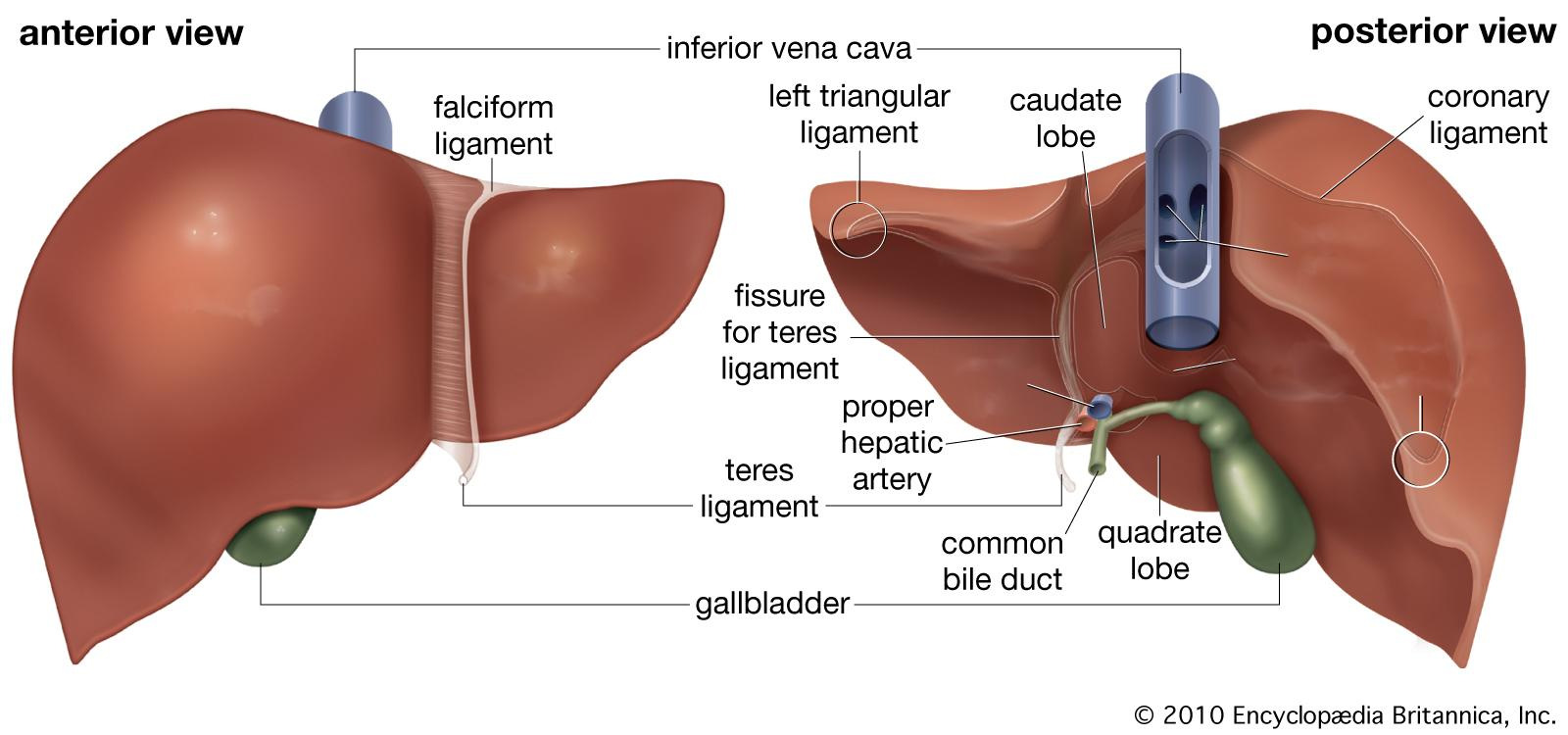 CAPÍTULO 3. ANATOMIA E IMAGIOLOGIA TEP/TAC DO FÍGADO Figura 3.1: Anatomia humana geral (adaptado de [22]). Figura 3.2: Anatomia do Fígado (adaptado de [23]).