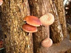 13. O cogumelo shitake é bastante apreciado na culinária e, por esse motivo, é cultivado comercialmente. Para o cultivo do shitake, esporos do fungo são semeados sobre toras de madeira.